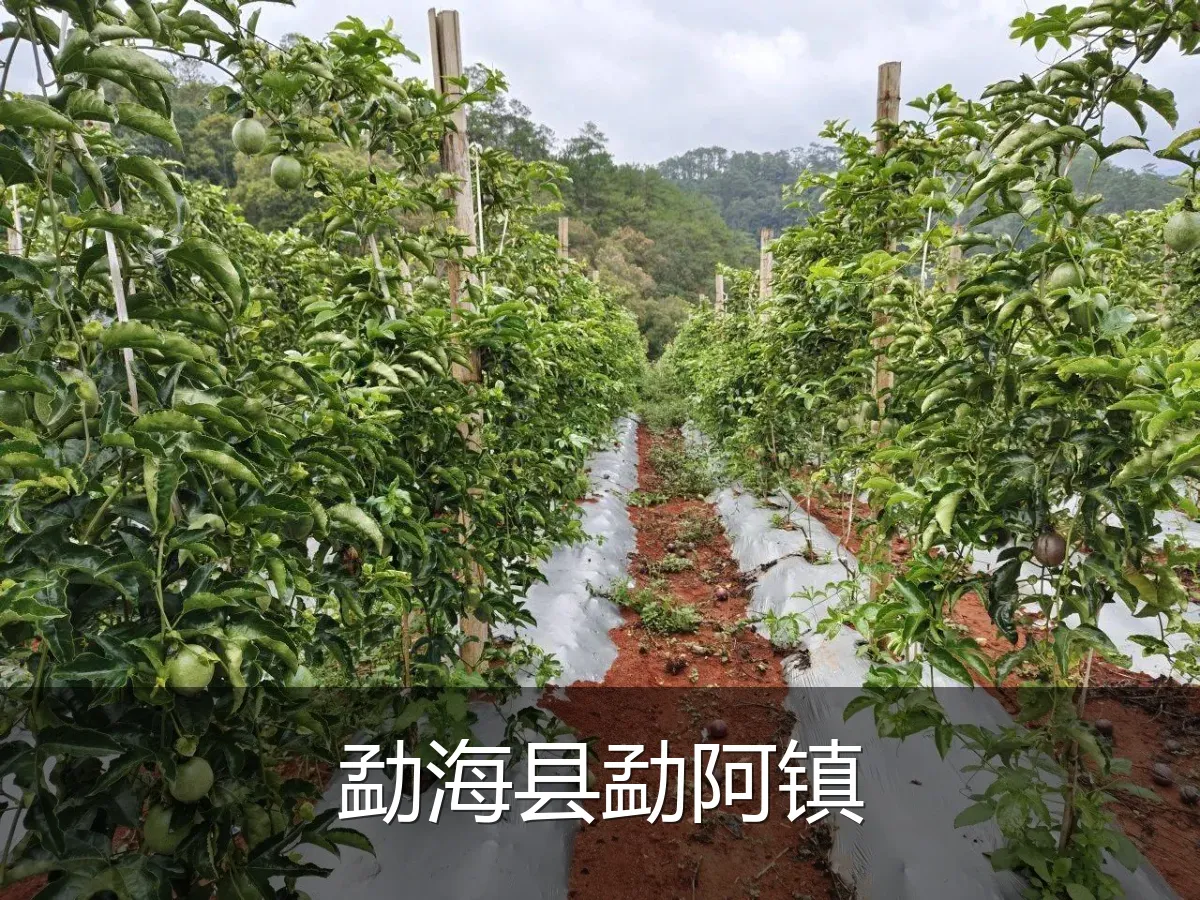 勐海县勐阿镇