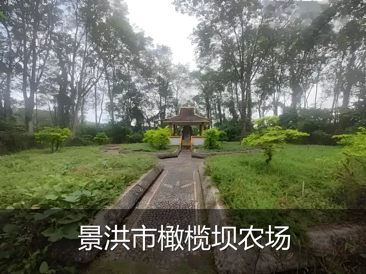 景洪市橄榄坝农场